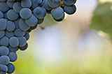 Linde Vineyards
